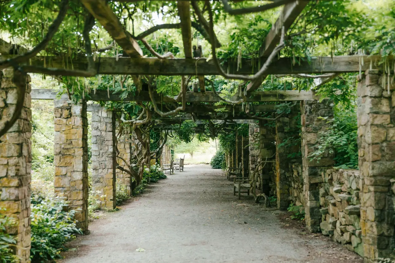 Taş duvarlı sarmaşıklı pergola yolu